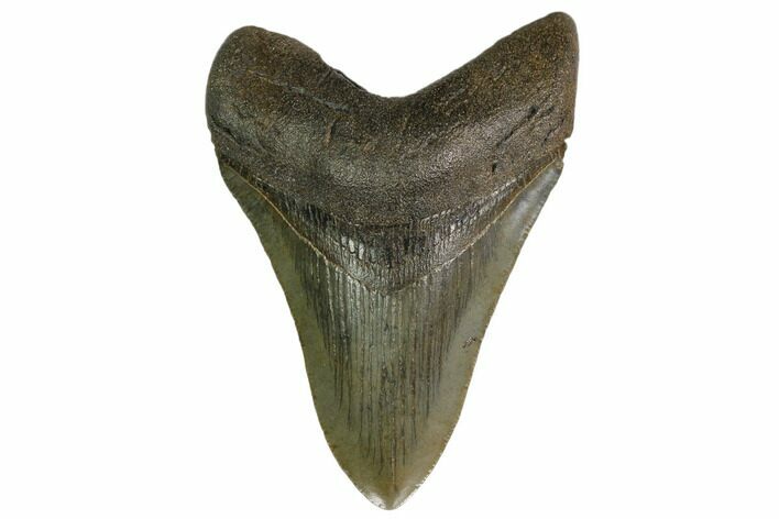 Serrated, Fossil Megalodon Tooth - Georgia #158745